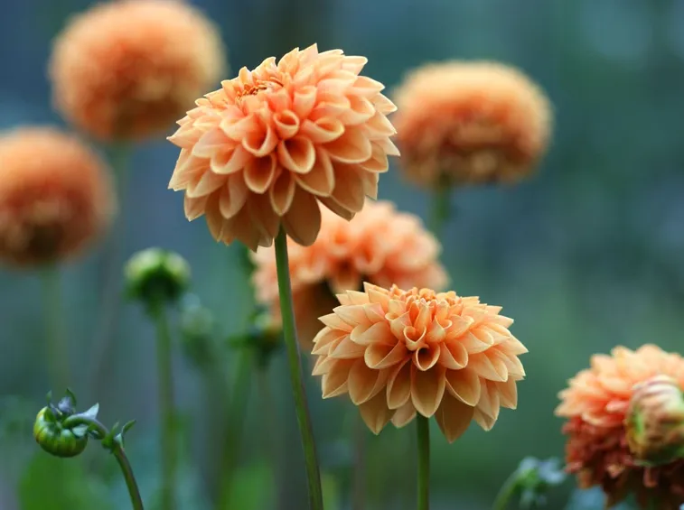 Dalia  