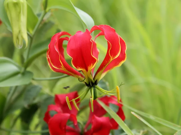 Gloriosa  