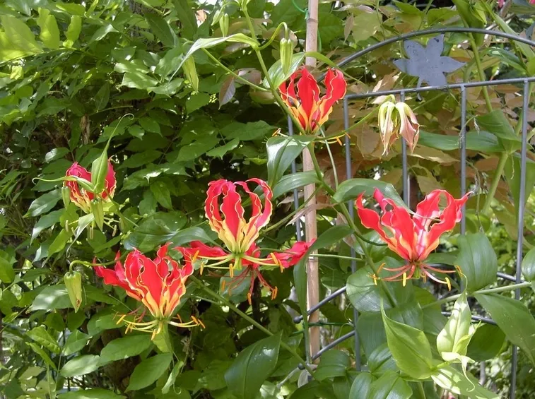 Gloriosa  