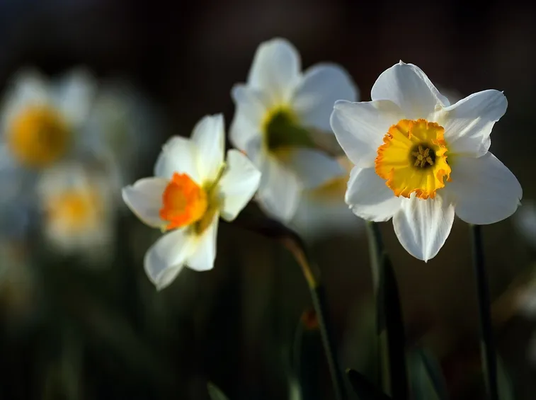 Narciso  