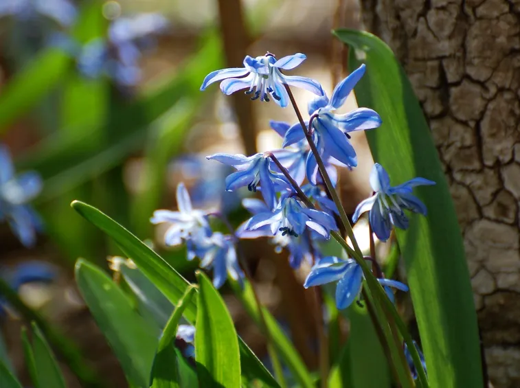 Scilla  