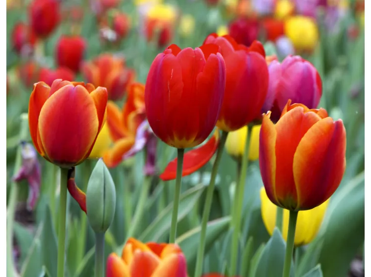 Tulipano  