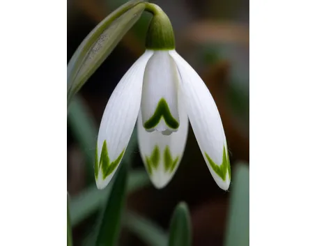Bulbi fioritura primaverile 