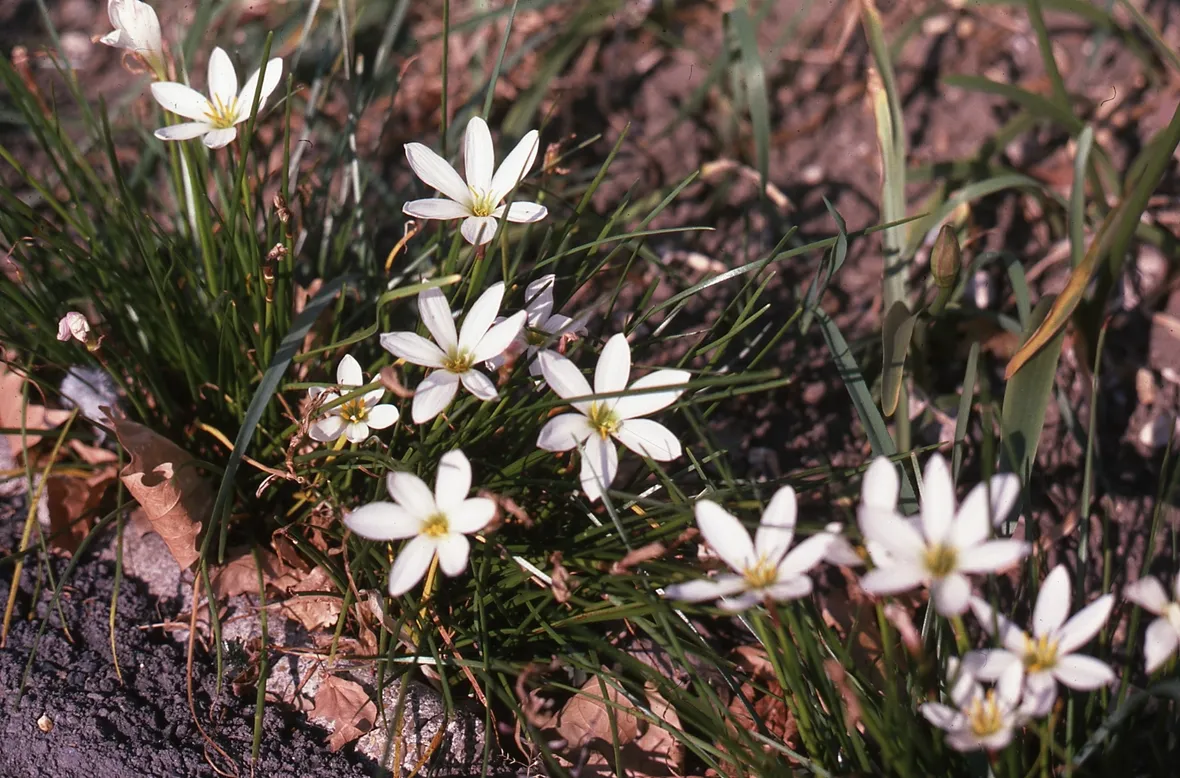 Zephyranthes 