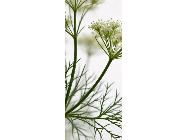cumino