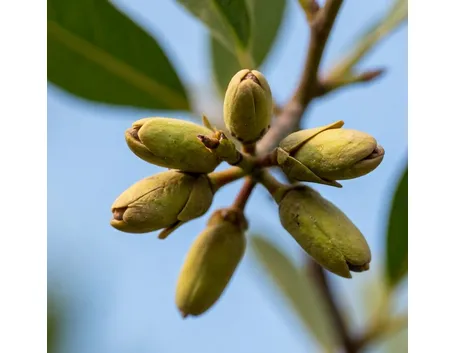 pistacchio