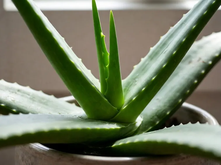 aloe barbadensis