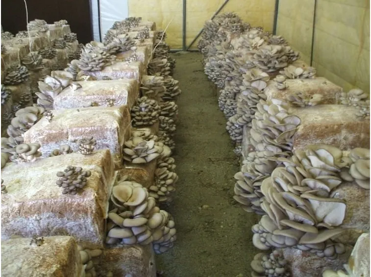Il Pleurotus ostreatus viene anche coltivato per le sue virtù medicinali