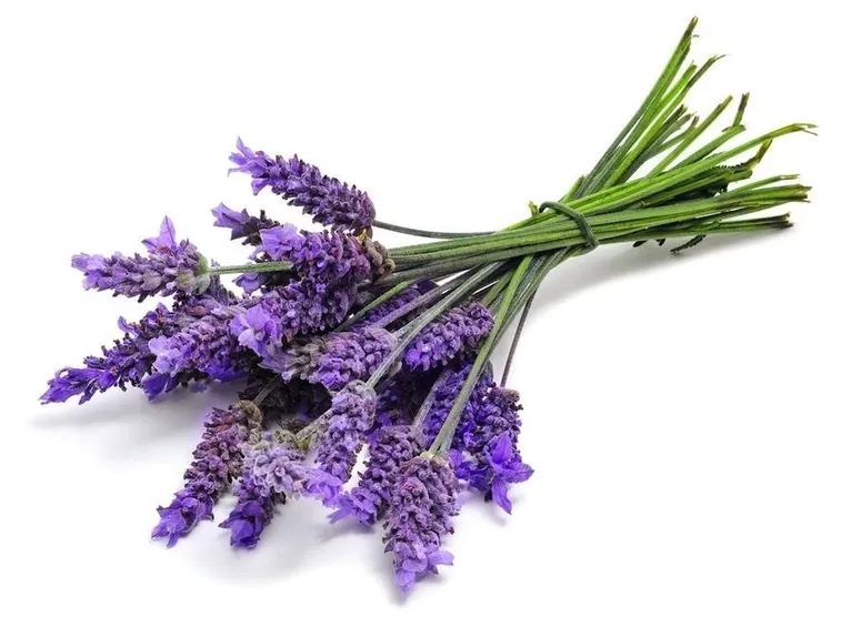 pianta di lavanda
