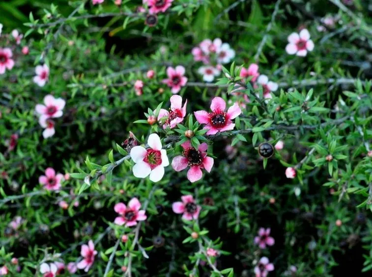 tea tree
