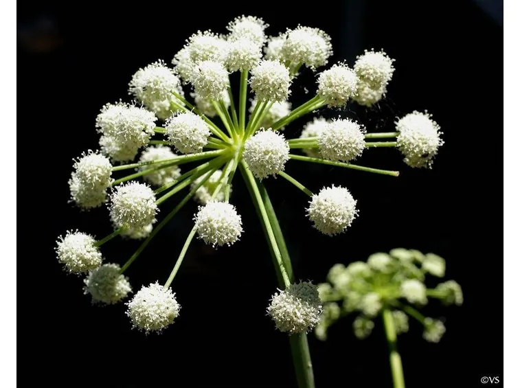 angelica