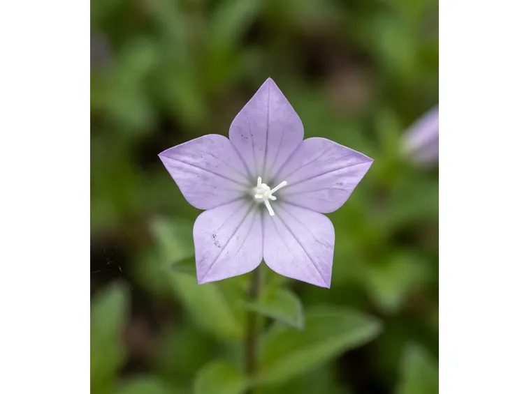 Campanula rapunculus