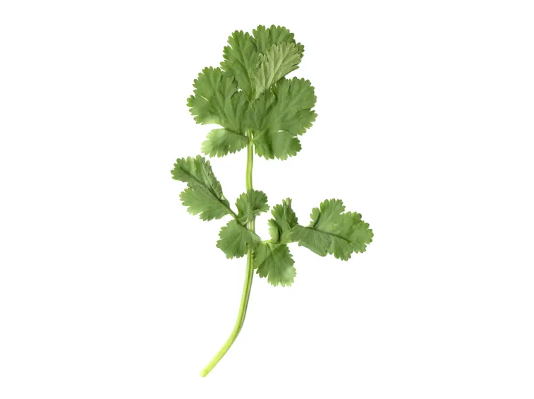 Foglie di coriandolo