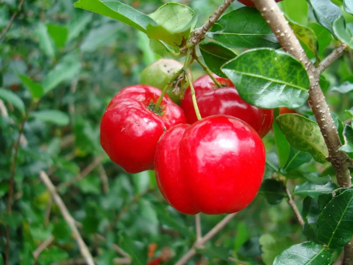 Acerola