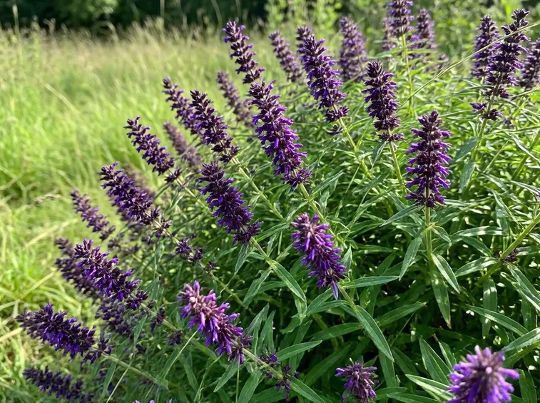 issopo aromatico