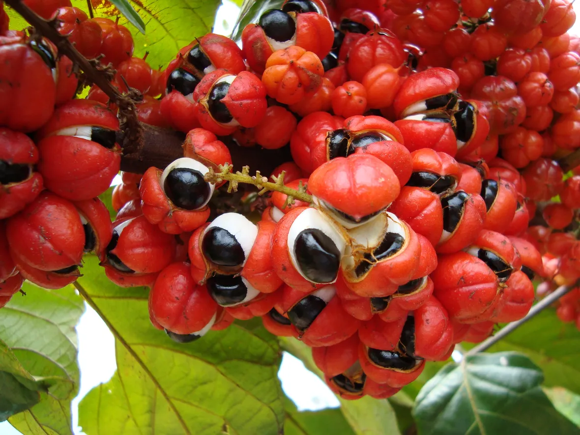guaranà