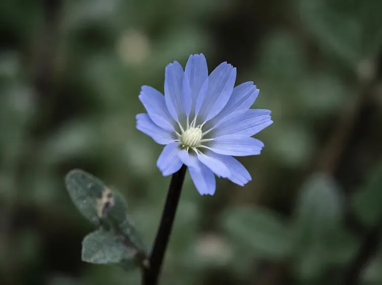 fiore cicoria