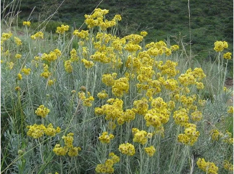 Elicriso
