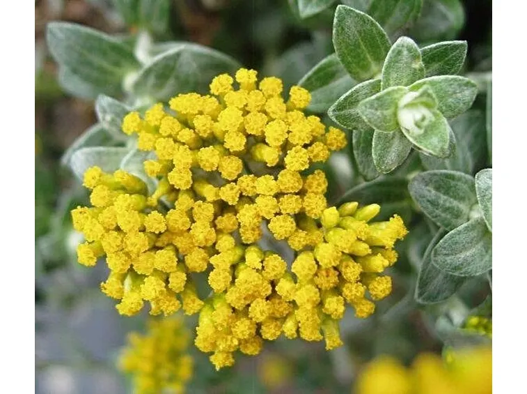Elicriso