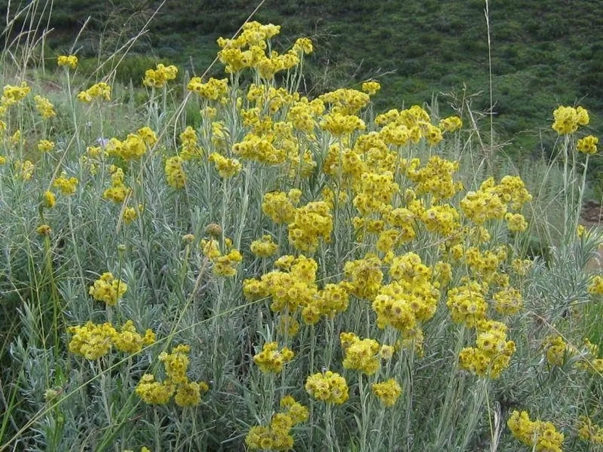 Elicriso