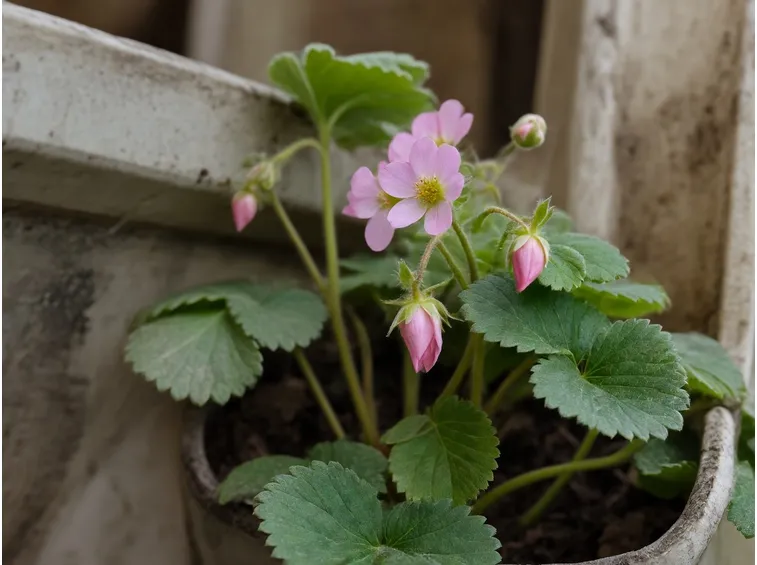 Fragaria 
