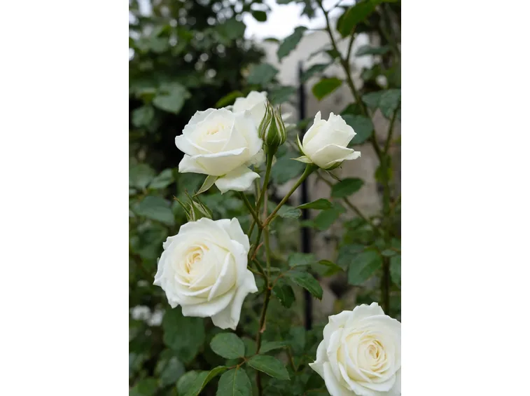 Rosa bianca