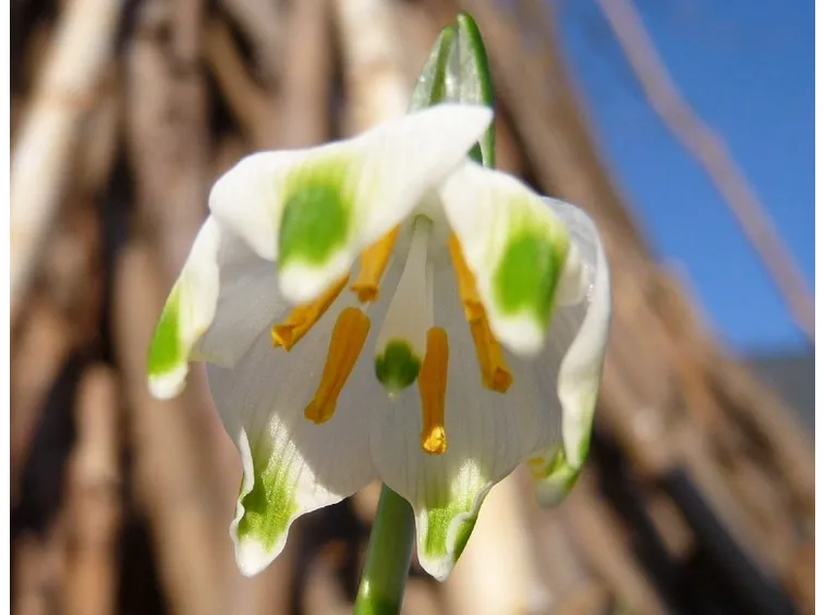 Un fiore campanella della varietà vernum