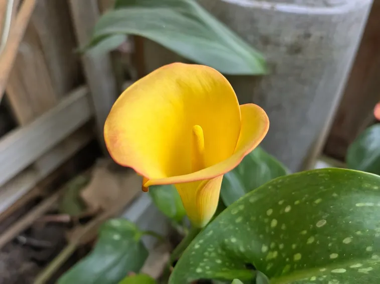 calla