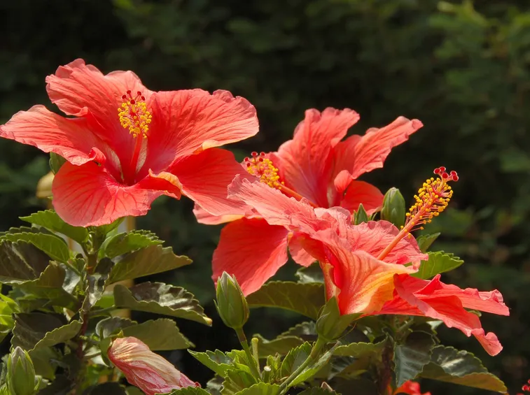 Fiori di ibisco