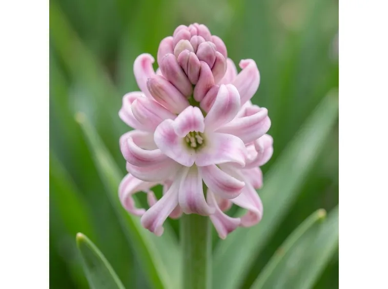 fiori giacinto