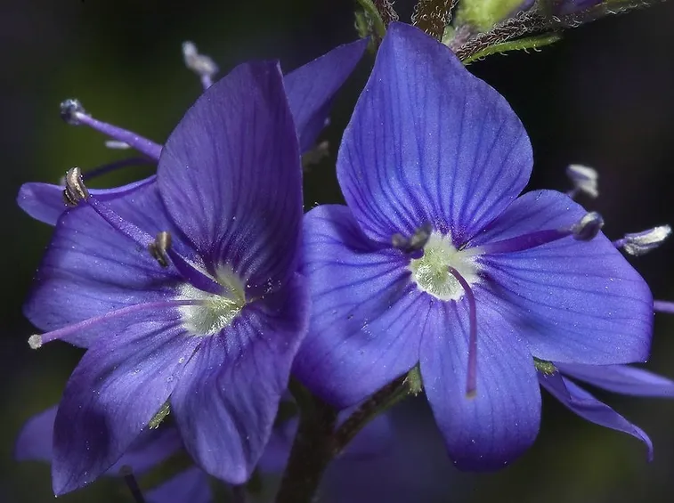fiori veronica