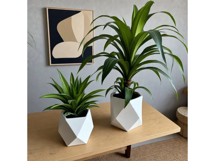 piante in vaso