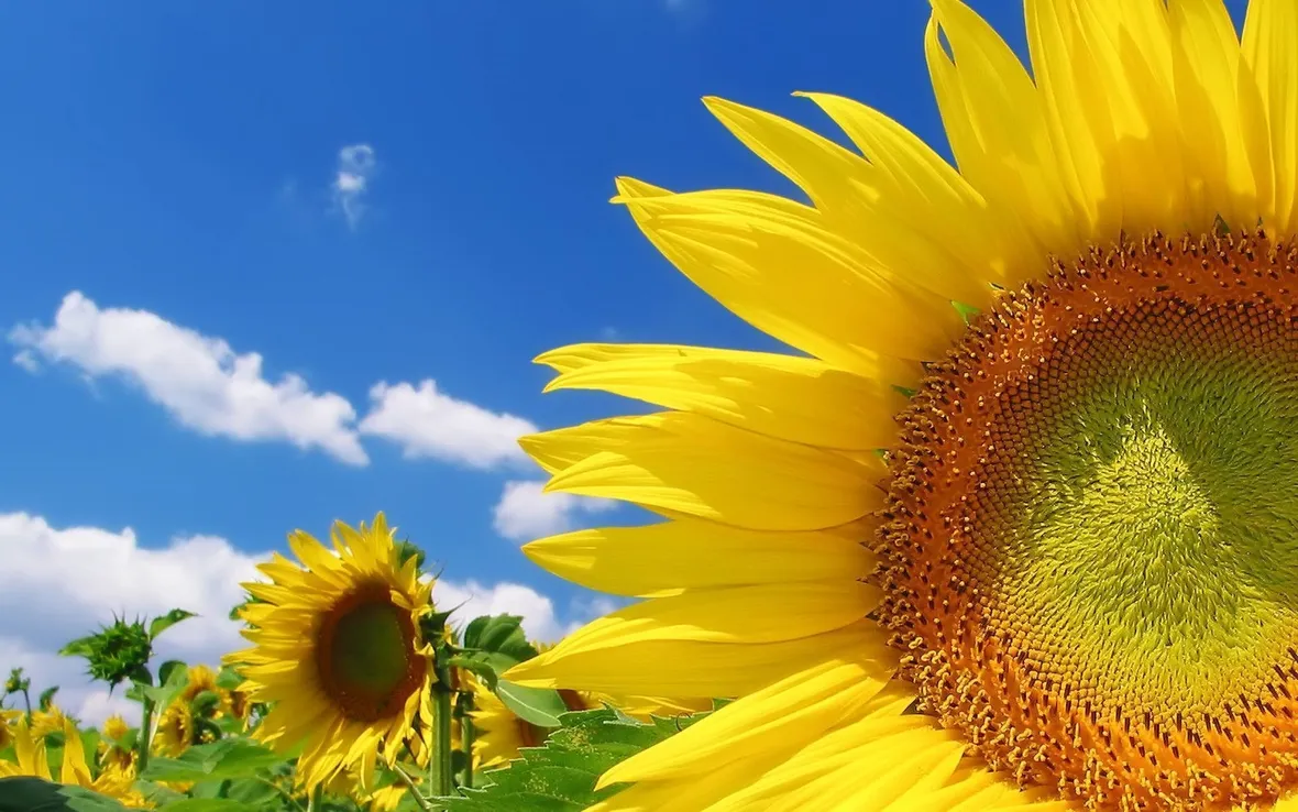 girasole