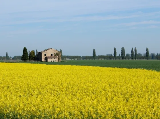 campi di colza