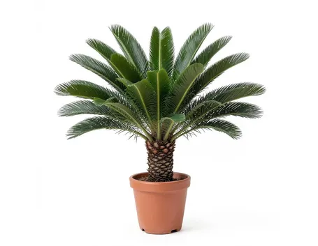 Cycas