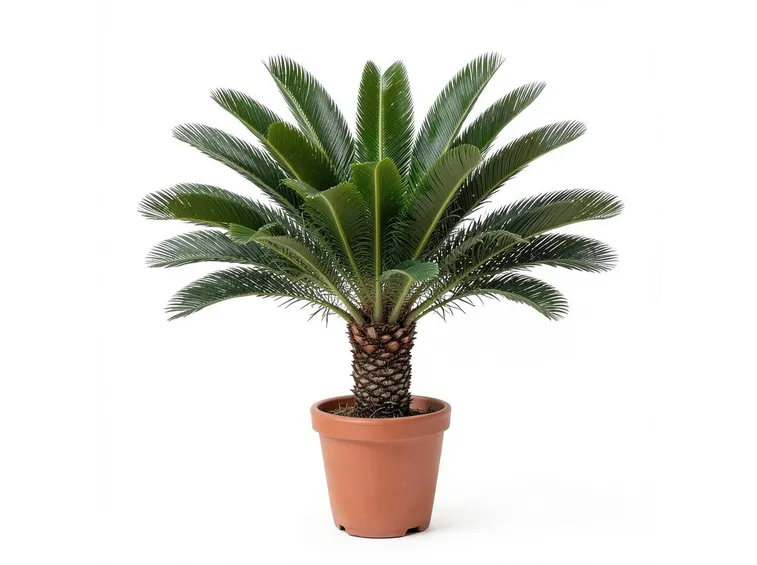 Cycas