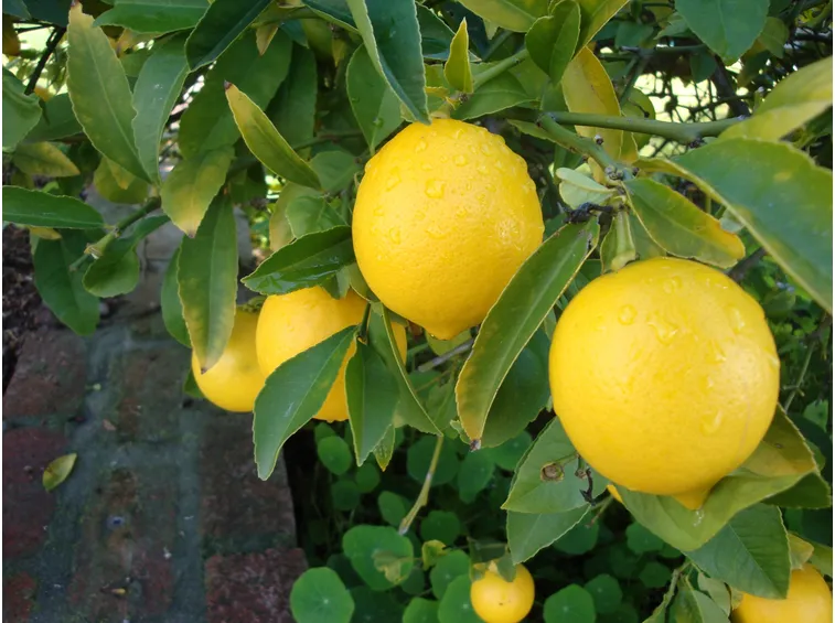 Un frutto di limone