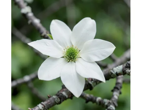 cornus florida