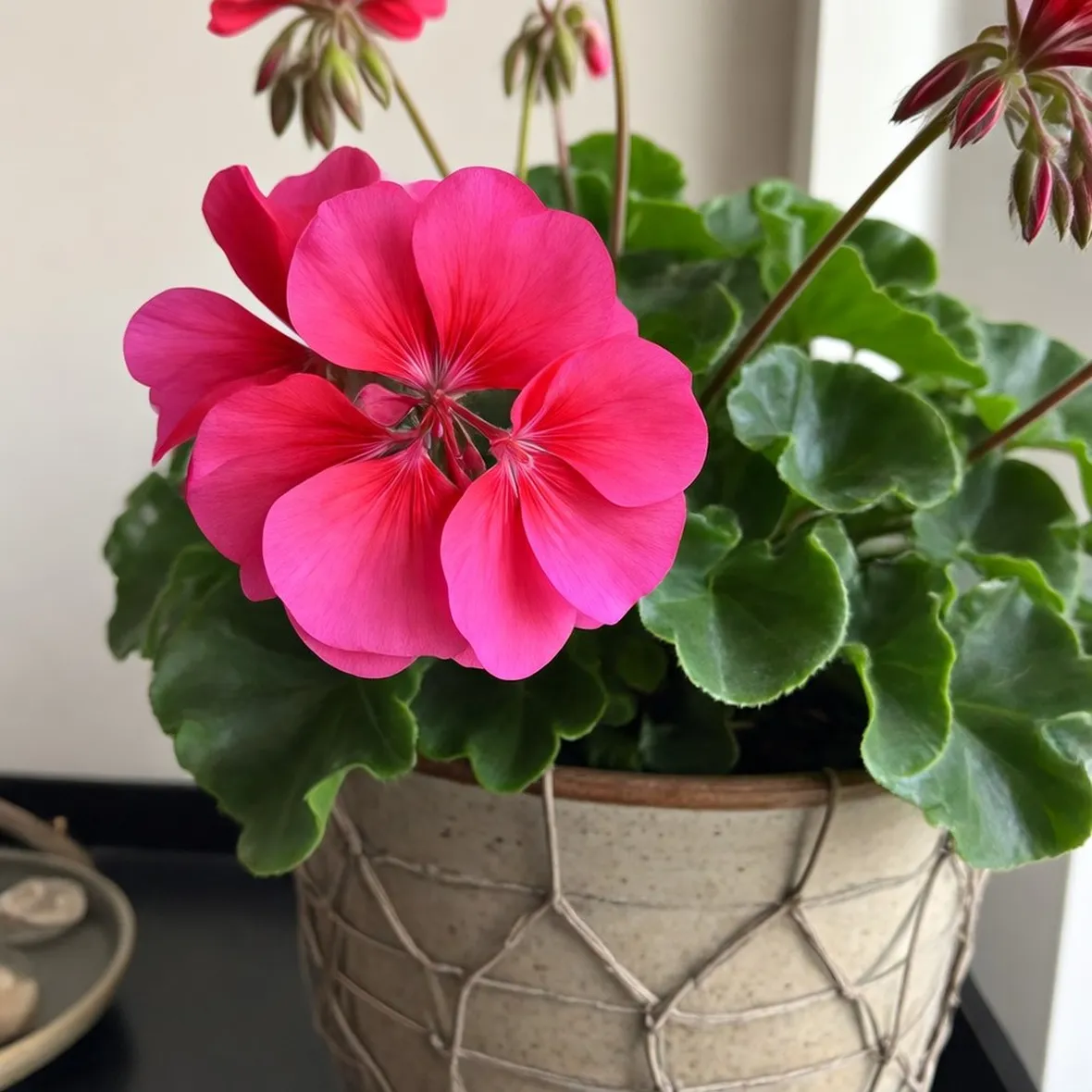 Geranio in fiore