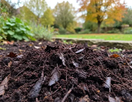 Cos'è il terriccio di foglie e in cosa si distingue dal compost