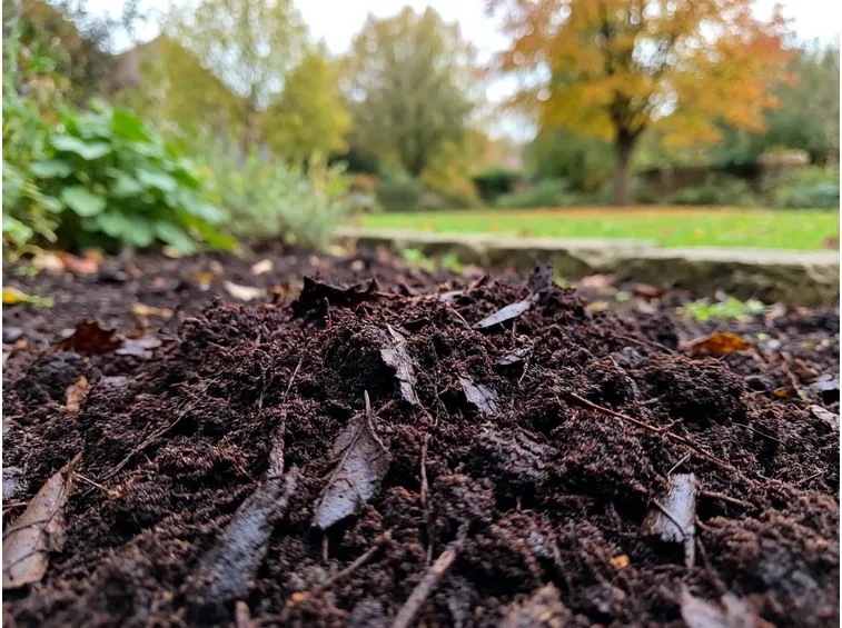 Cos'è il terriccio di foglie e in cosa si distingue dal compost