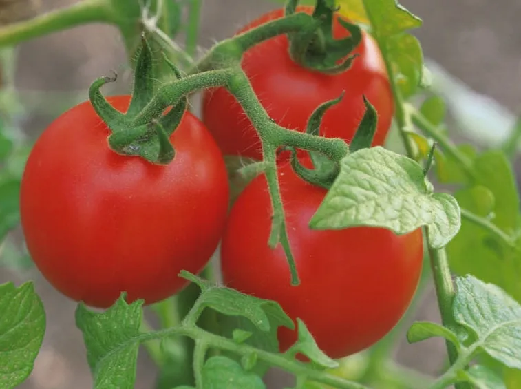 Piante pomodoro