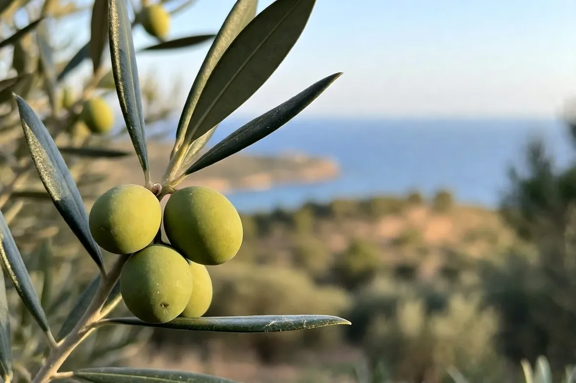 mosca dell'olivo