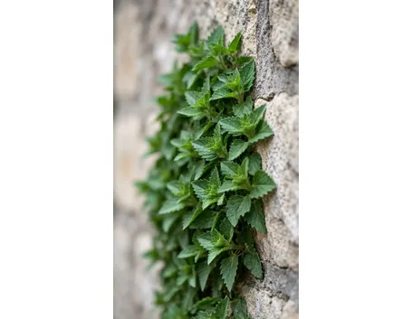 parietaria