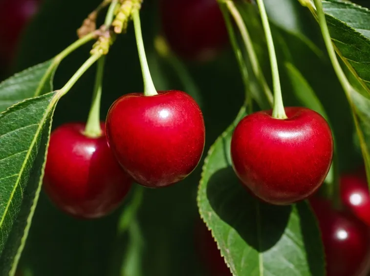 Ciliegie nel periodo di fruttificazione dell'albero