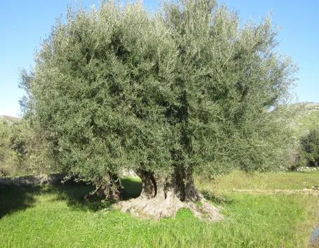 olivo