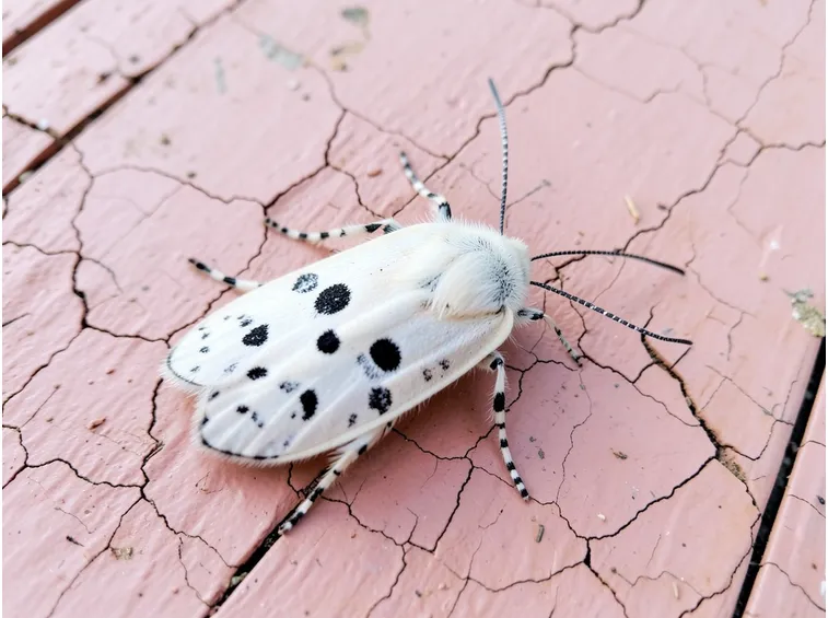 Rodilegno parassita 
