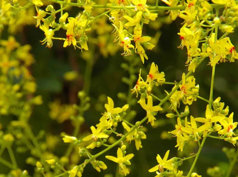 koelreuteria paniculata