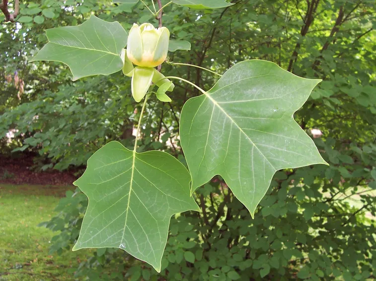 Liriodendron fiore