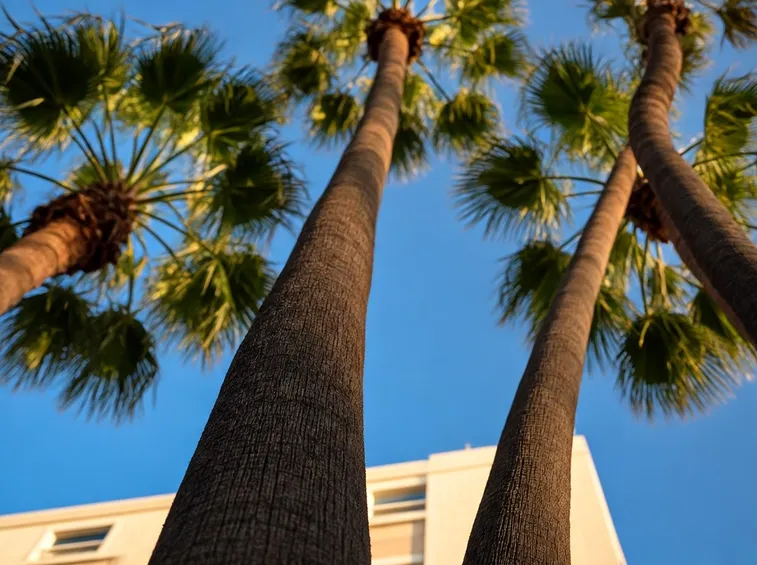 palma